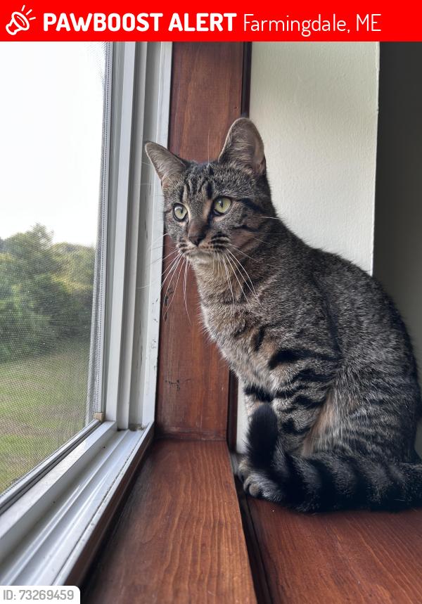 Lost Female Cat last seen Kennebec Drive, Farmingdale, ME 04344