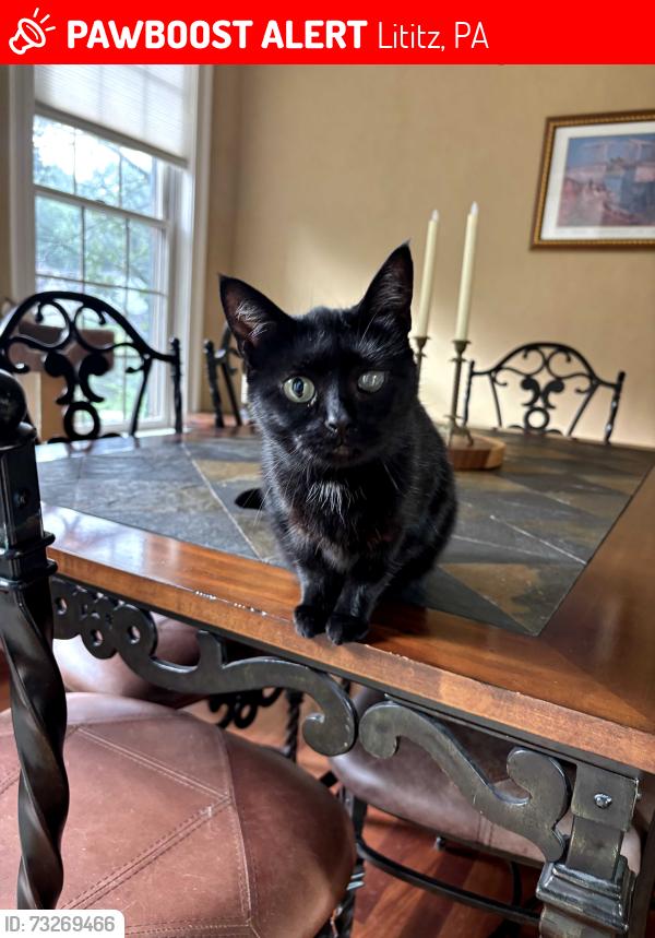 Lost Female Cat last seen Near Starlite Drive, Lititz, PA 17543