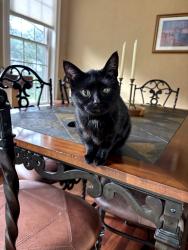 Lost Female Cat last seen Near Starlite Drive, Lititz, PA 17543