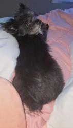 Reunited Female Dog last seen Creech, Fort Worth, TX 76117