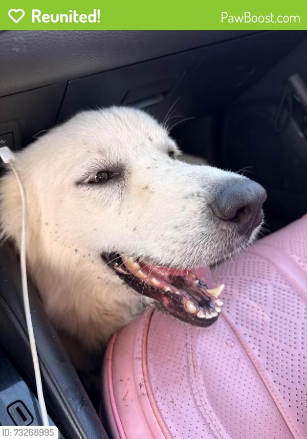 Reunited Female Dog last seen Near Medina River, Spring, TX 77386