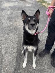 Shelter Stray Male Dog last seen Pittsburg & Decatur, SPOKANE, WA, 99208, 6815 E Trent Ave, Spokane, WA 99212, USA