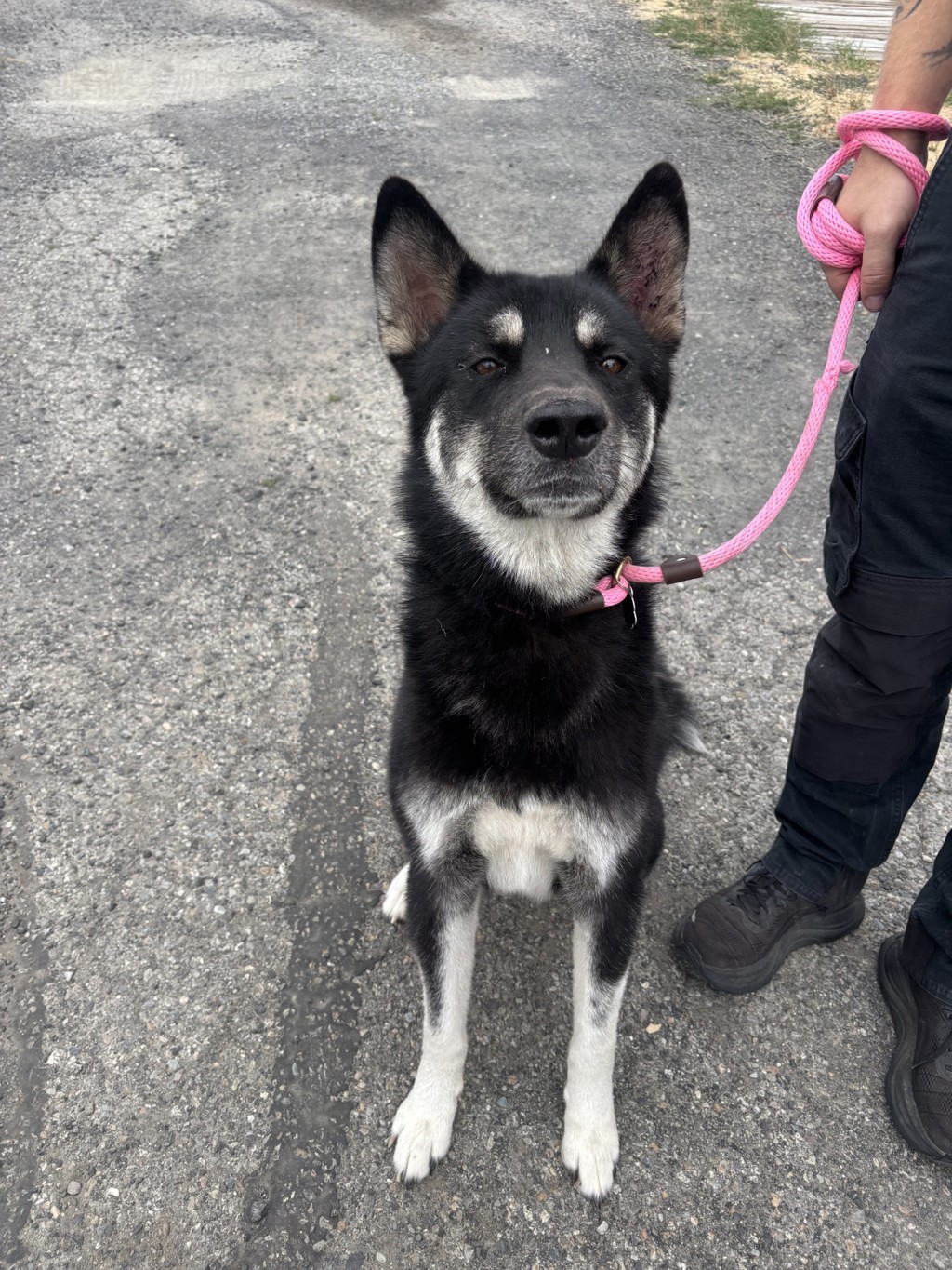 Shelter Stray Male Dog last seen Pittsburg & Decatur, SPOKANE, WA, 99208, 6815 E Trent Ave, Spokane, WA 99212, USA