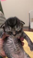 Shelter Stray Male Cat last seen Livermore, LIVERMORE, CA, 94550, 8323 Baldwin St, Oakland, CA 94621, USA