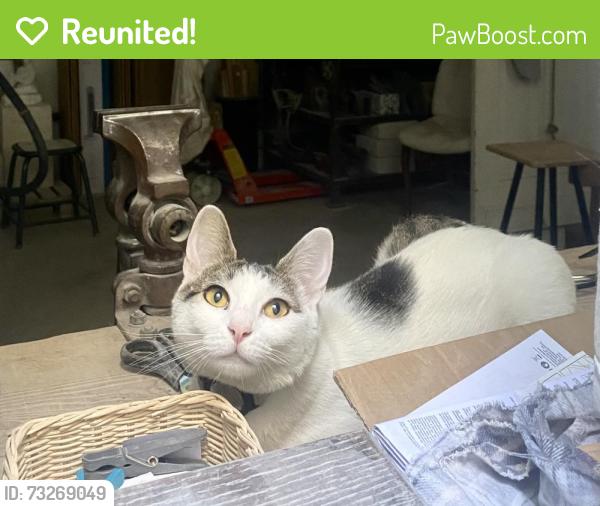 Reunited Female Cat last seen Durocher avenue Outremont, Montréal, QC 