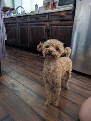 Reunited Female Dog last seen Across from Lake Olympia Marina, Chappell Ln, Missouri City, TX 77459