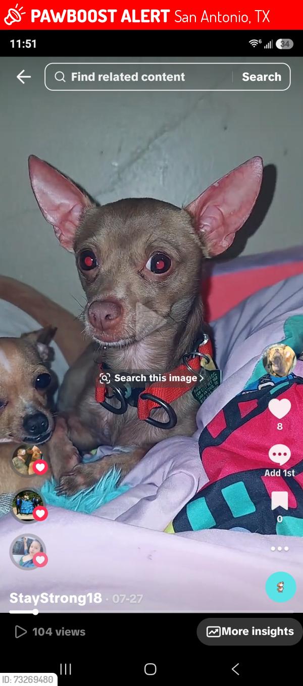 Lost Male Dog last seen Five palms dr, San Antonio, TX 78242