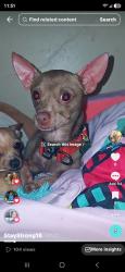 Lost Male Dog last seen Five palms dr, San Antonio, TX 78242