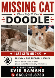 Lost Male Cat last seen Birch Mountain Road, Manchester, CT 06040