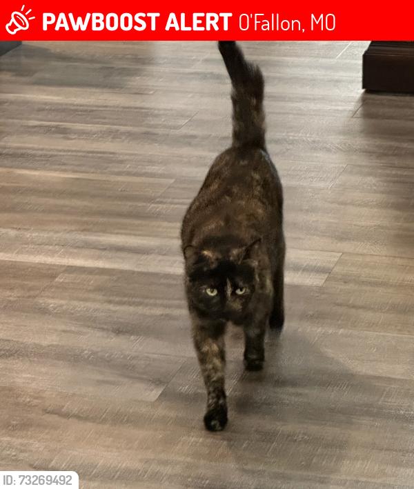 Lost Female Cat last seen Hwy N and Glenberry Place ASHFORD KNOLL, O'Fallon, MO 63368
