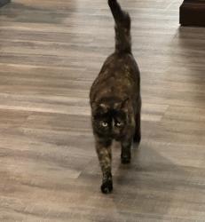 Lost Female Cat last seen Hwy N and Glenberry Place ASHFORD KNOLL, O'Fallon, MO 63368