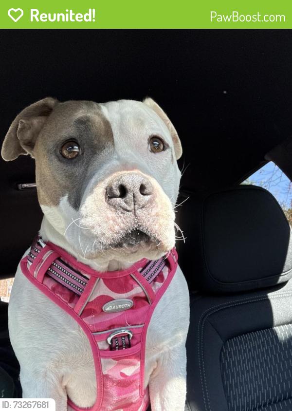 Reunited Female Dog last seen Cherry creek off leash dog park, Denver, CO 80246