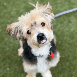 Shelter Stray Male Dog last seen , Animal Care & Control Team of Philly, 111 W Hunting Park Ave, Philadelphia, PA 19140, USA