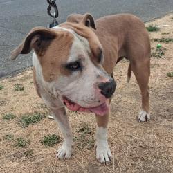 Shelter Stray Male Dog last seen , 2608 Center St, Tacoma, WA 98409, USA