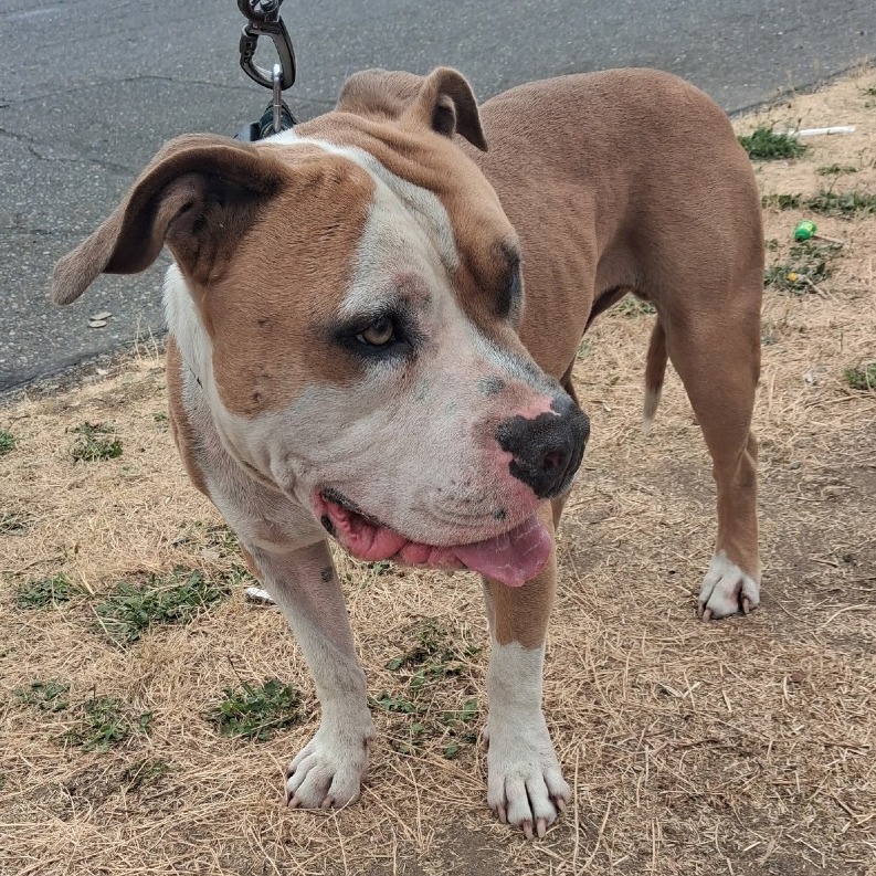Shelter Stray Male Dog last seen , 2608 Center St, Tacoma, WA 98409, USA