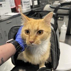 Shelter Stray Female Cat last seen , 980 Guilford College Rd, Greensboro, NC 27409, USA