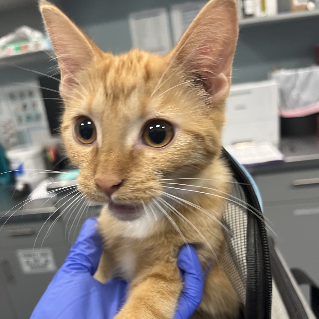 Shelter Stray Female Cat last seen , 980 Guilford College Rd, Greensboro, NC 27409, USA
