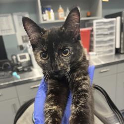 Shelter Stray Female Cat last seen , 980 Guilford College Rd, Greensboro, NC 27409, USA