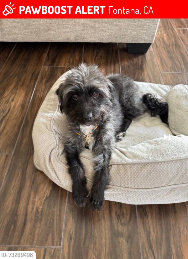 Lost Female Dog last seen Del obisbo rd, Fontana, CA 92337