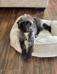 Lost Female Dog last seen Del obisbo rd, Fontana, CA 92337