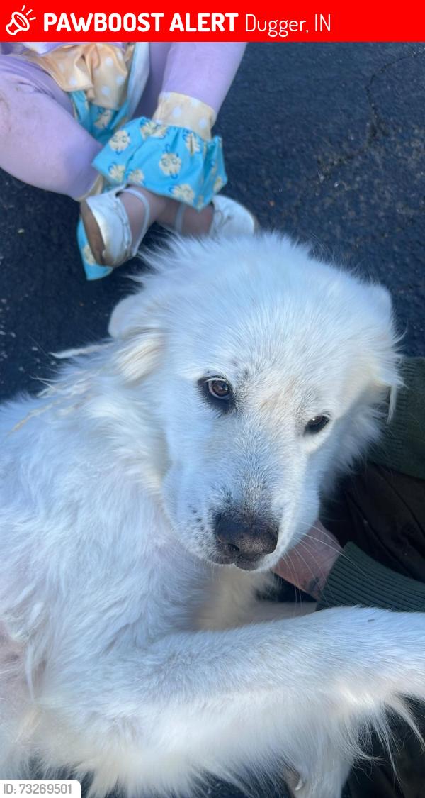 Lost Female Dog last seen Dugger Indiana, Dugger, IN 47848