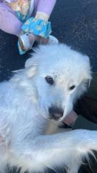 Lost Female Dog last seen Dugger Indiana, Dugger, IN 47848