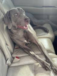 Reunited Male Dog last seen Ashland ave and South 103 street Chicago Il, Chicago, IL 60643