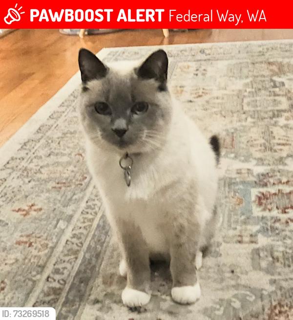 Lost Female Cat last seen Olympic View Elementary, Federal Way, WA 98023