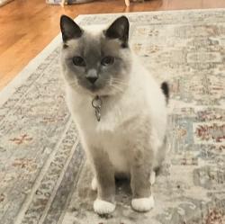 Lost Female Cat last seen Olympic View Elementary, Federal Way, WA 98023