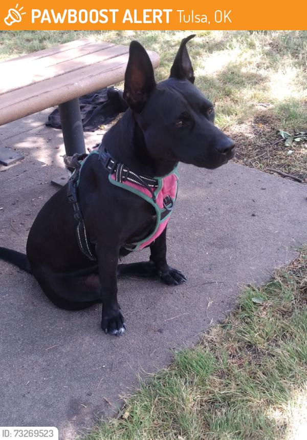 Found/Stray Unknown Dog last seen Heller park, Tulsa, OK 74105