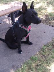Found/Stray Unknown Dog last seen Heller park, Tulsa, OK 74105