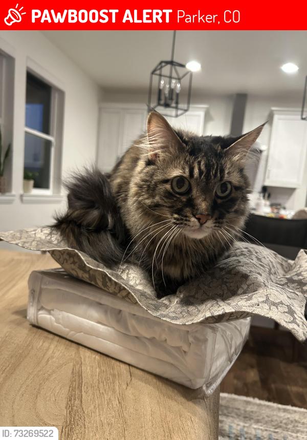 Lost Female Cat last seen Near Crescent Moon Place, Parker, CO 80134