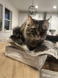Lost Female Cat last seen Near Crescent Moon Place, Parker, CO 80134