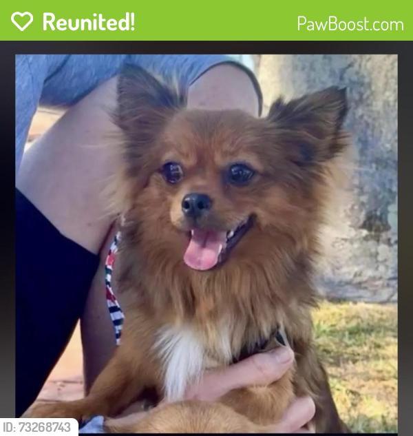 Reunited Male Dog last seen Pasco County Rest Area, I-75 Northbound, Wesley Chapel, FL 33544