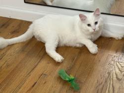 Reunited Female Cat last seen Dyckman, New York, NY 10034