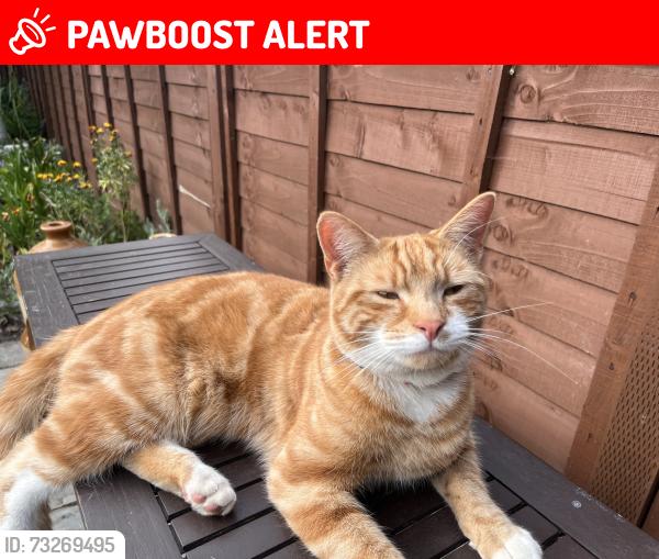 Lost Male Cat last seen Arle Road and Alstone Lane, Gloucestershire, England GL51 8HB