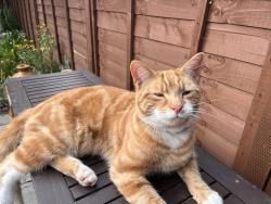 Lost Male Cat last seen Arle Road and Alstone Lane, Gloucestershire, England GL51 8HB