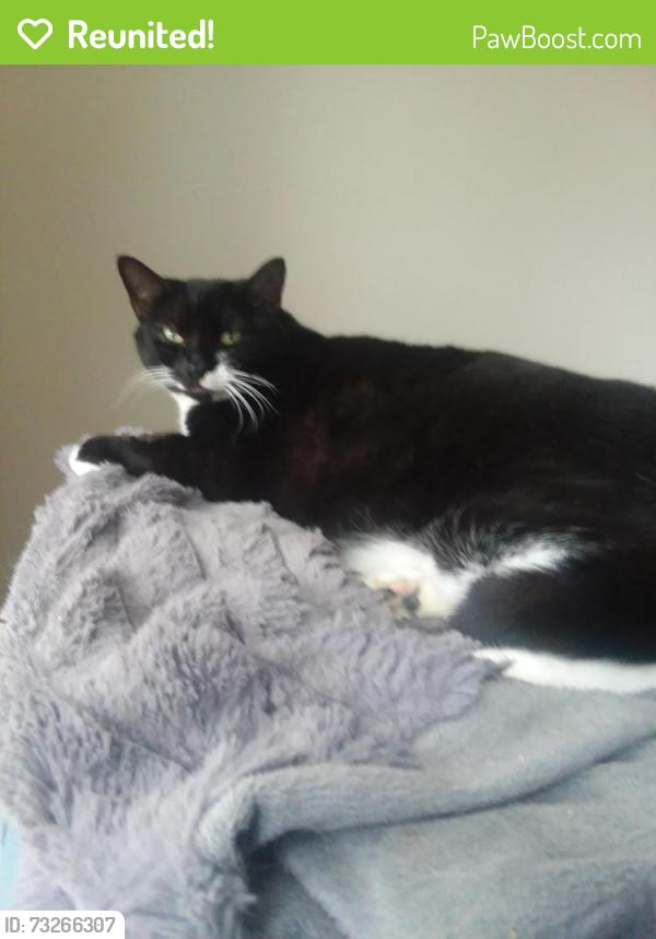 Reunited Female Cat last seen Friden, Pimmit Hills, VA 22043