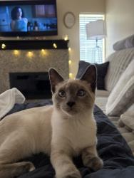 Reunited Male Cat last seen Near Elm Ave, Rancho Cucamonga, CA 91730, USA, Rancho Cucamonga, CA 91730