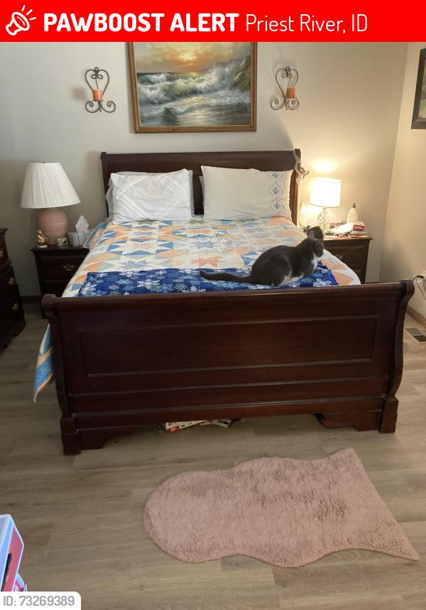 Lost Male Cat last seen Close to the gravel pit off of Curtis Creek Road, Priest River, ID 83856