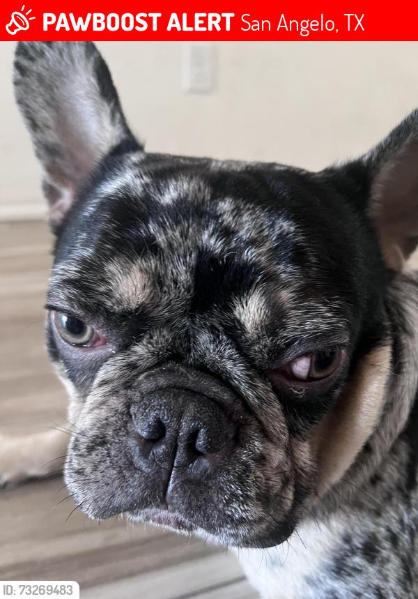 Lost Male Dog last seen by my hse, San Angelo, TX 76901