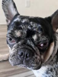 Lost Male Dog last seen by my hse, San Angelo, TX 76901