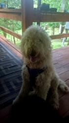 Lost Male Dog last seen Cherohala Skyway, Monroe County, TN 37385