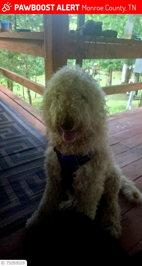 Lost Male Dog last seen Cherohala Skyway, Monroe County, TN 37385