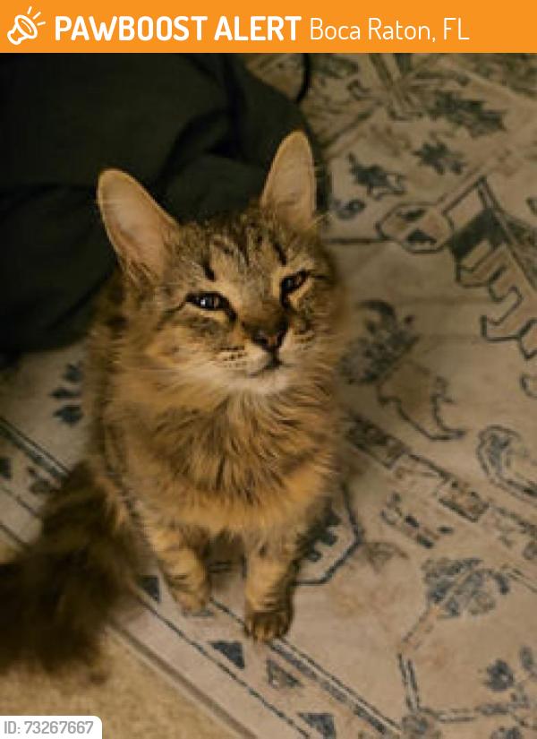 Found/Stray Female Cat last seen Congress Ave & NW 6th Ave in Boca Raton, Boca Raton, FL 33487
