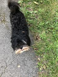 Lost Male Dog last seen Krettner and Peckham street near the part and harriet tubman school 31, Buffalo, NY 14206