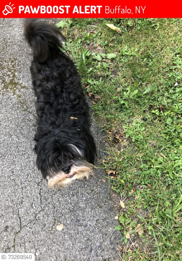 Lost Male Dog last seen Krettner and Peckham street near the part and harriet tubman school 31, Buffalo, NY 14206