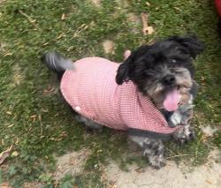 Lost Male Dog last seen Ocean st Mildred, Perris, CA 92571