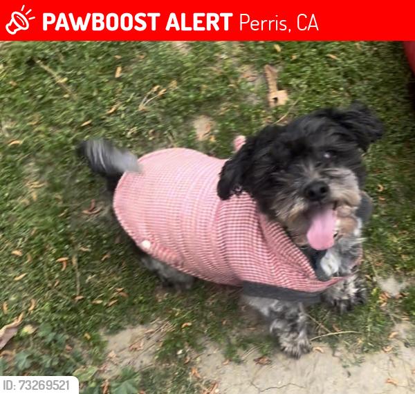 Lost Male Dog last seen Ocean st Mildred, Perris, CA 92571