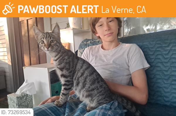 Found/Stray Male Cat last seen D Street and Roynon Elementary School, La Verne, CA 91750